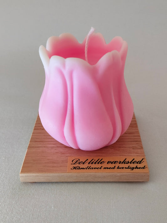 Tulipan